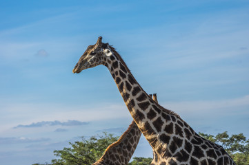 Giraffe grazing in the Welgevonden Game Reserve in South Africa