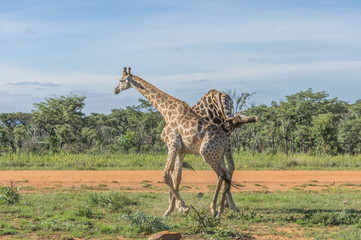 Giraffe grazing in the Welgevonden Game Reserve in South Africa