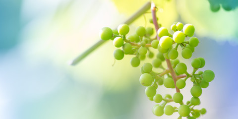 Unripe white grapes in a vineyard