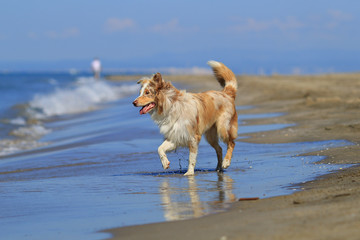 Australian sheperd at the beach