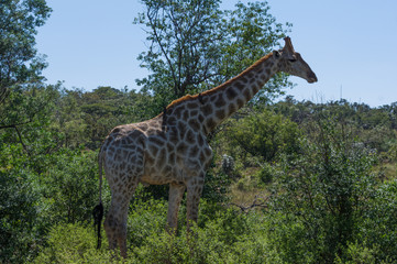 Giraffe grazing in the Welgevonden Game Reserve in South Africa