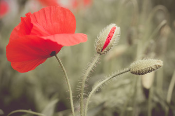 Poppy flower in a field with beautiful colors