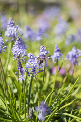 Bee on Muscari or Grape Hyacinth