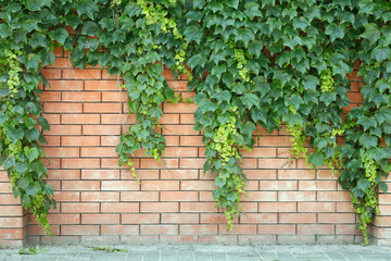 red brick fence with a green basket plant