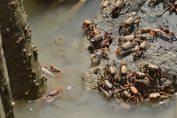cangrejos en las salinas