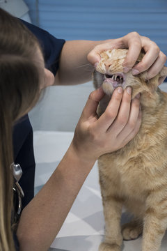 Veterinarian examining teeth of a cat  in a veterinary clinic