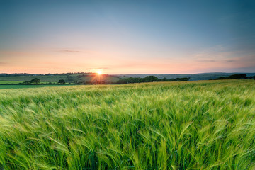Fototapeta na wymiar Cornish Barley Fields
