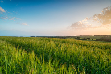 Sunset over Barley Fields