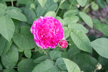 Rosa gallica 