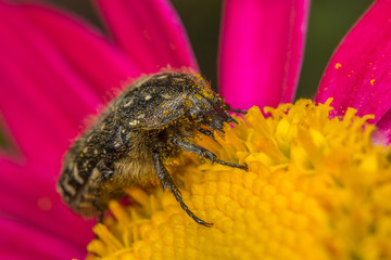 Бронзовка мохнатая