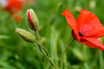 Poppy flower in a field with beautiful colors