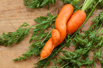 Verliebte Möhren: Bio Karotten umschlungen, ungenormt, mit Grün auf Küchenbrett - obrazy, fototapety, plakaty