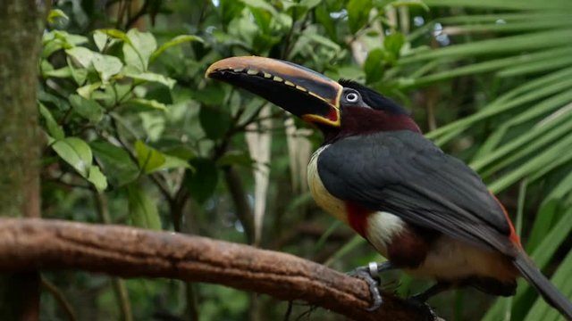 Exotic Collared aracari (Pteroglossus torquatus) toucan bird in natural setting near Iguazu, Brazil