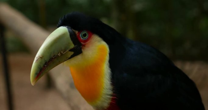Exotic green-billed toucan bird in natural setting near Iguazu, South America