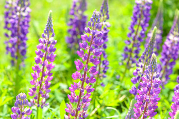 Obraz premium Lupinus, lupin, lupine field with pink purple and blue flowers