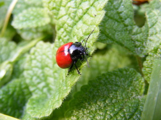 Chrysomela populi
