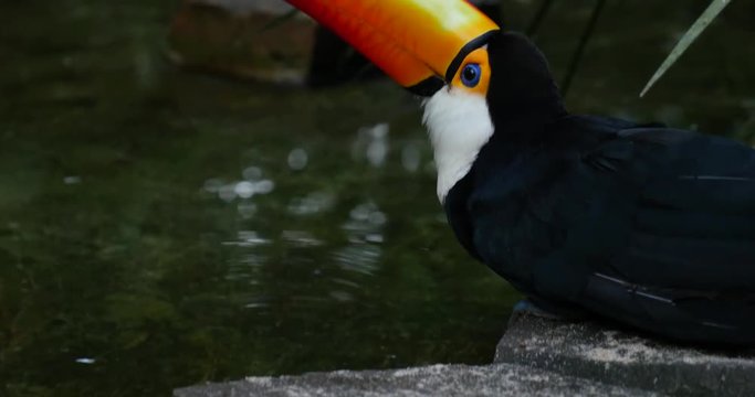 Exotic toucan bird in natural setting near Iguazu Falls in Foz do Iguacu, Brazil.