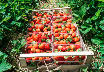 strawberries in wooden box