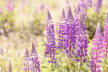 Obraz premium Lupinus, lupin, lupine field with pink purple and blue flowers
