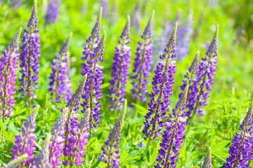 Obraz premium Lupinus, lupin, lupine field with pink purple and blue flowers