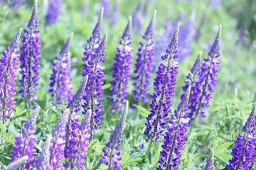 Obraz premium Lupinus, lupin, lupine field with pink purple and blue flowers