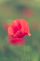 Poppy flower in a field with beautiful colors