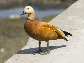 Male ruddy shelduck on concrete border of dry pond, portrait with bokeh background, selective focus