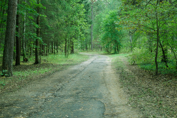 Obraz premium Country road in wild forest, covert.