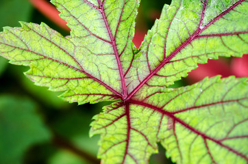 Naklejka na ściany i meble Closeup texture green and red on leaf of Jamaica Sorrel or Hibiscus Sabdariffa