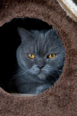 British Shorthair Cat in Cat House
