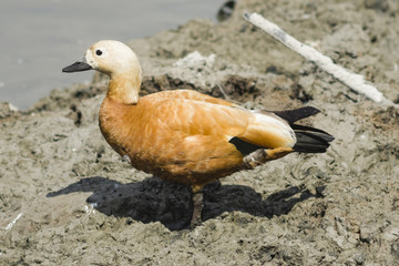 Female ruddy shelduck on muddy bottom of dry pond, selective focus