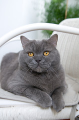 British Shorthair Cat in White Wicker Chair