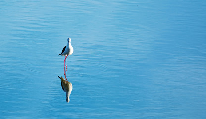 Black Winged Stilt Wading Lake