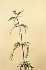 Blühende Brennnessel / Blooming nettle