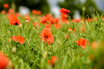 Fototapeta na wymiar Poppy flower in a field with beautiful colors