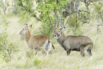 Male and female Waterbucks (Kobus ellipsiprymnus defassa) in courtship, Akagera National Park, Rwanda