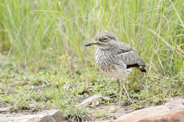 Stone Curlew (Burhinus oedicnemus) in grass, Akagera national park, Rwanda