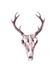 Deer skull. Watercolor