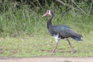 White-faced Whistling Duck (Dendrocygna viduata) walking on the ground, Akagera national park, Rwanda