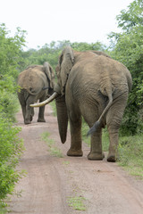 Fototapeta na wymiar African Elephant (Loxodonta africana) walking on the road, seen from behind, Akagera National Park, Rwanda, Africa