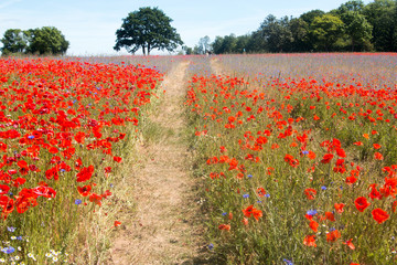 Schmaler Trampelpfad zwischen Mohnblumen und Kornblumen © Sabine Schönfeld