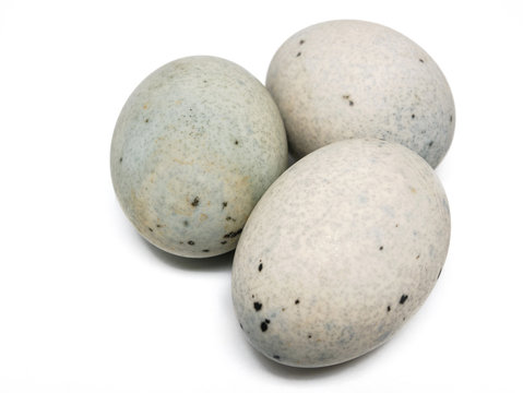 Tausendj&auml;hrige Eier