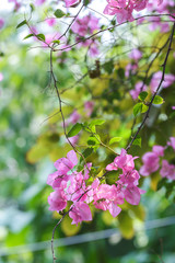 Bougainvillea Bouquet
