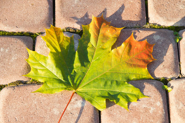 Autumn maple leaf on the stones