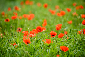 Fototapeta premium Poppy flower in a field with beautiful colors