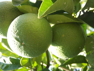Arance verdi ancora in maturazione (Citrus sinensis)