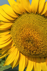 Macro of beautiful bright sunflower