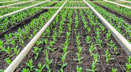 Little plants are grown in a cut flower nursery