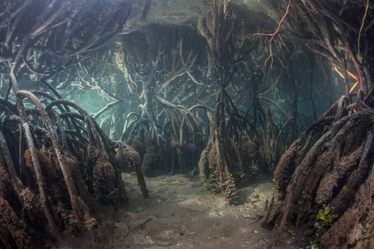 Fototapeta Blue Water Mangrove in Raja Ampat