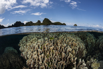 Corals and Islands in Wayag, Raja Ampat
